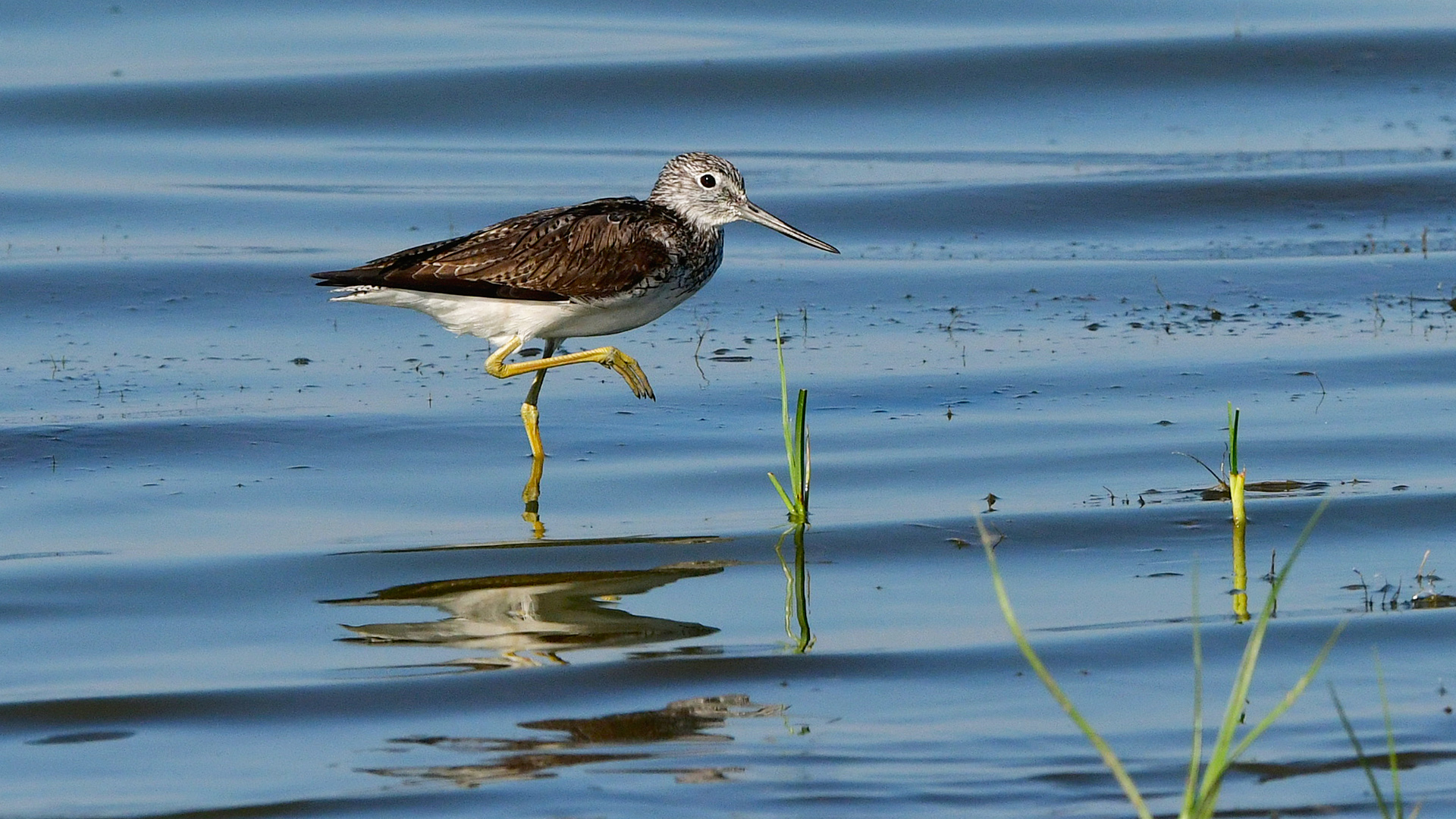 Common Greenshank